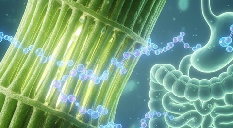 Fiber’s structural integrity keeps plants strong – and its indigestibility keeps your digestive system healthy